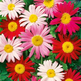 Painted, Daisy Seeds